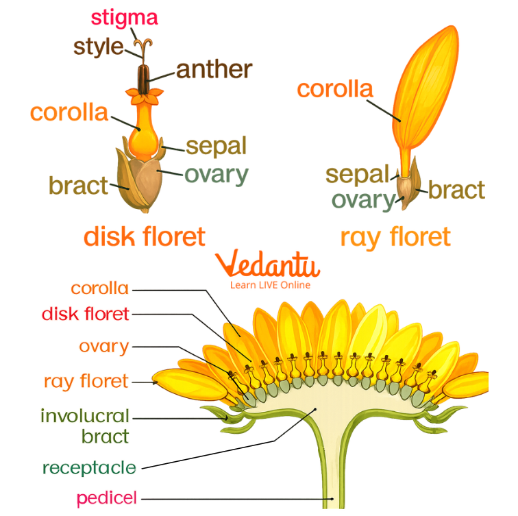 Capitulum or Racemose Head