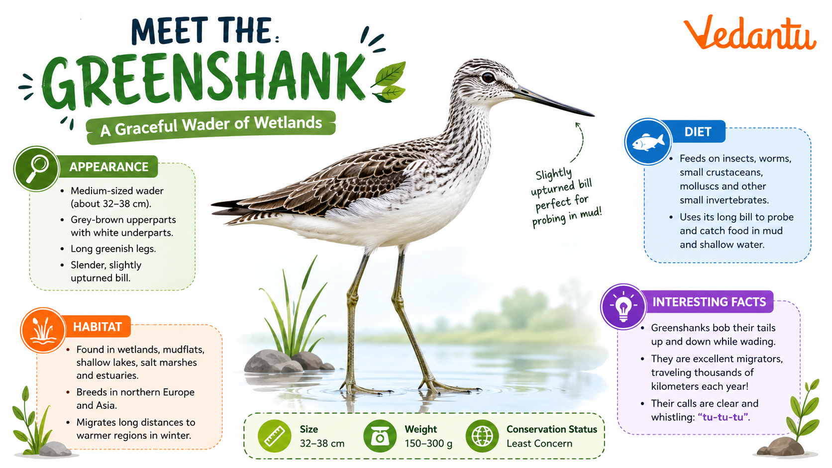 Greenshank bird standing in shallow water