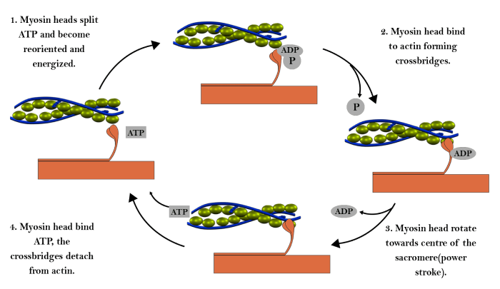 Steps of Muscle Contraction