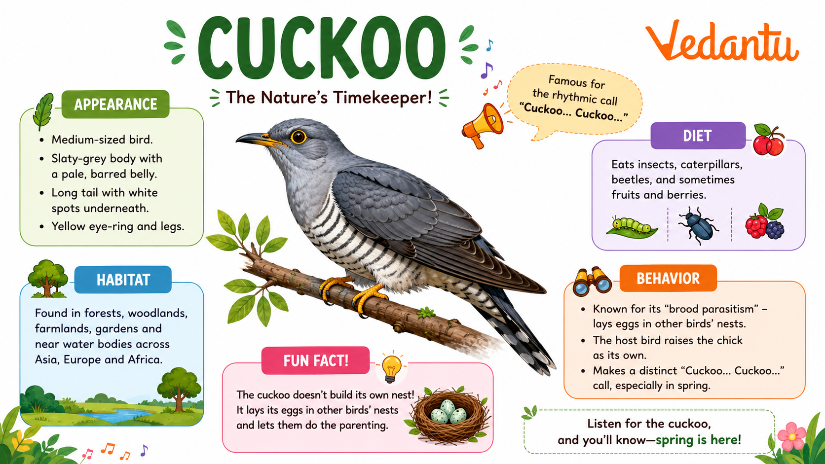 Cuckoo bird sitting on a branch