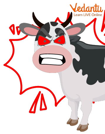 An Angry Cow