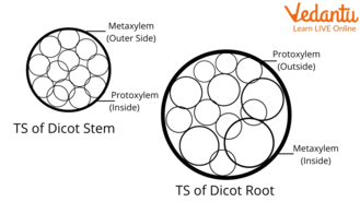 T. S. of stem and roots showing protoxylem and metaxylem