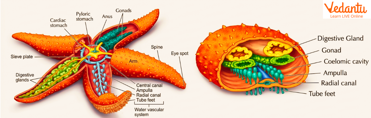 Starfish Characteristics