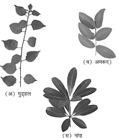 Wheel Process of plant growing