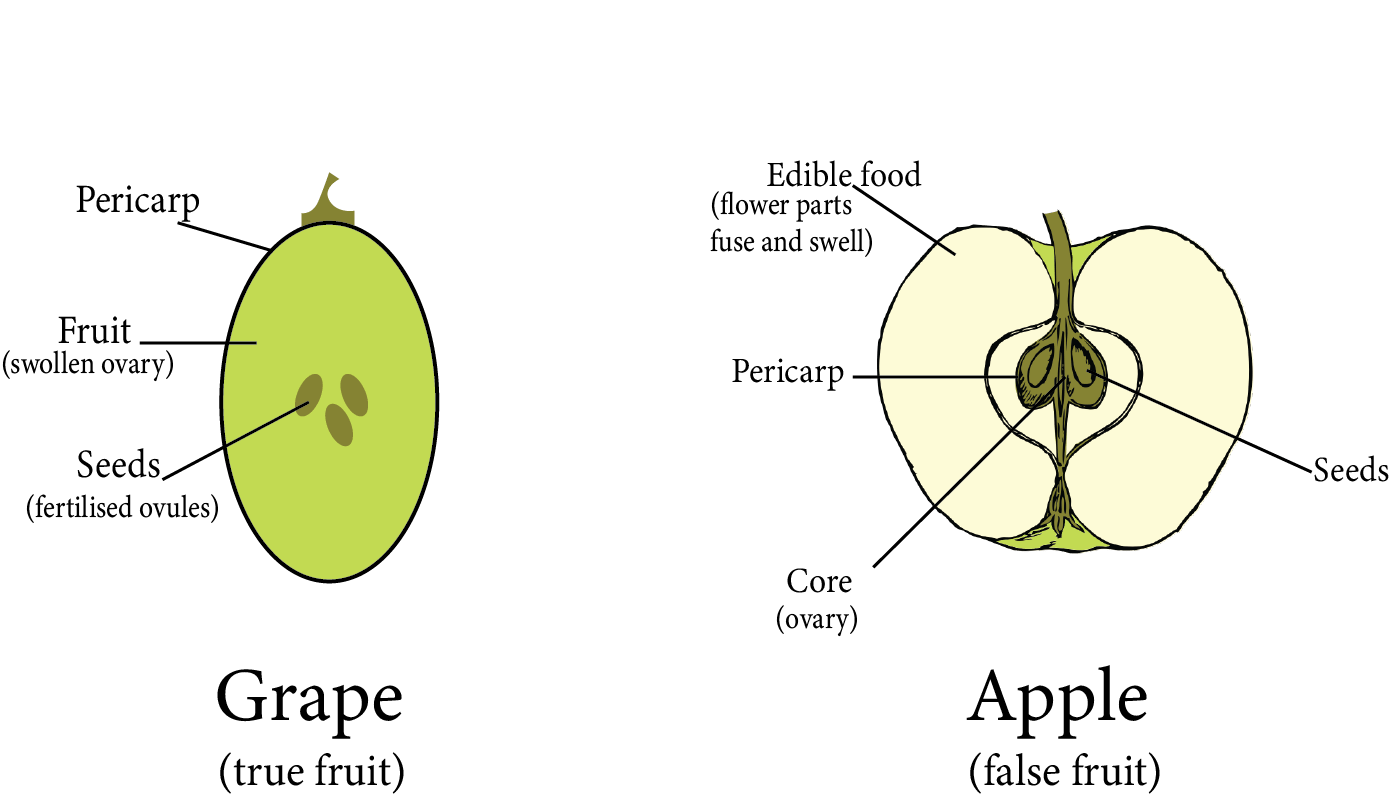 Types of fruits based on the parts of the flower participates in fruit formation