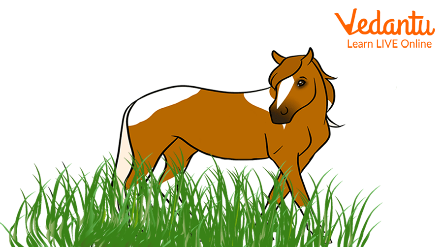 Madeline the mare