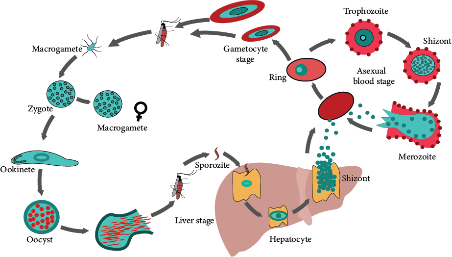 Life cycle of Plasmodium falciparum