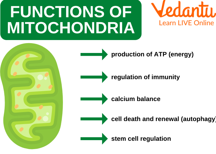 Mitochondria Functions