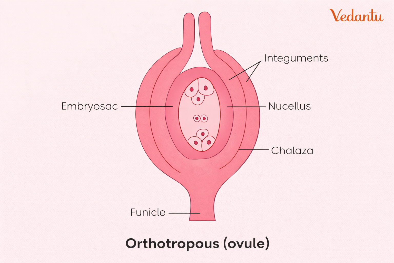 orthotropous ovule