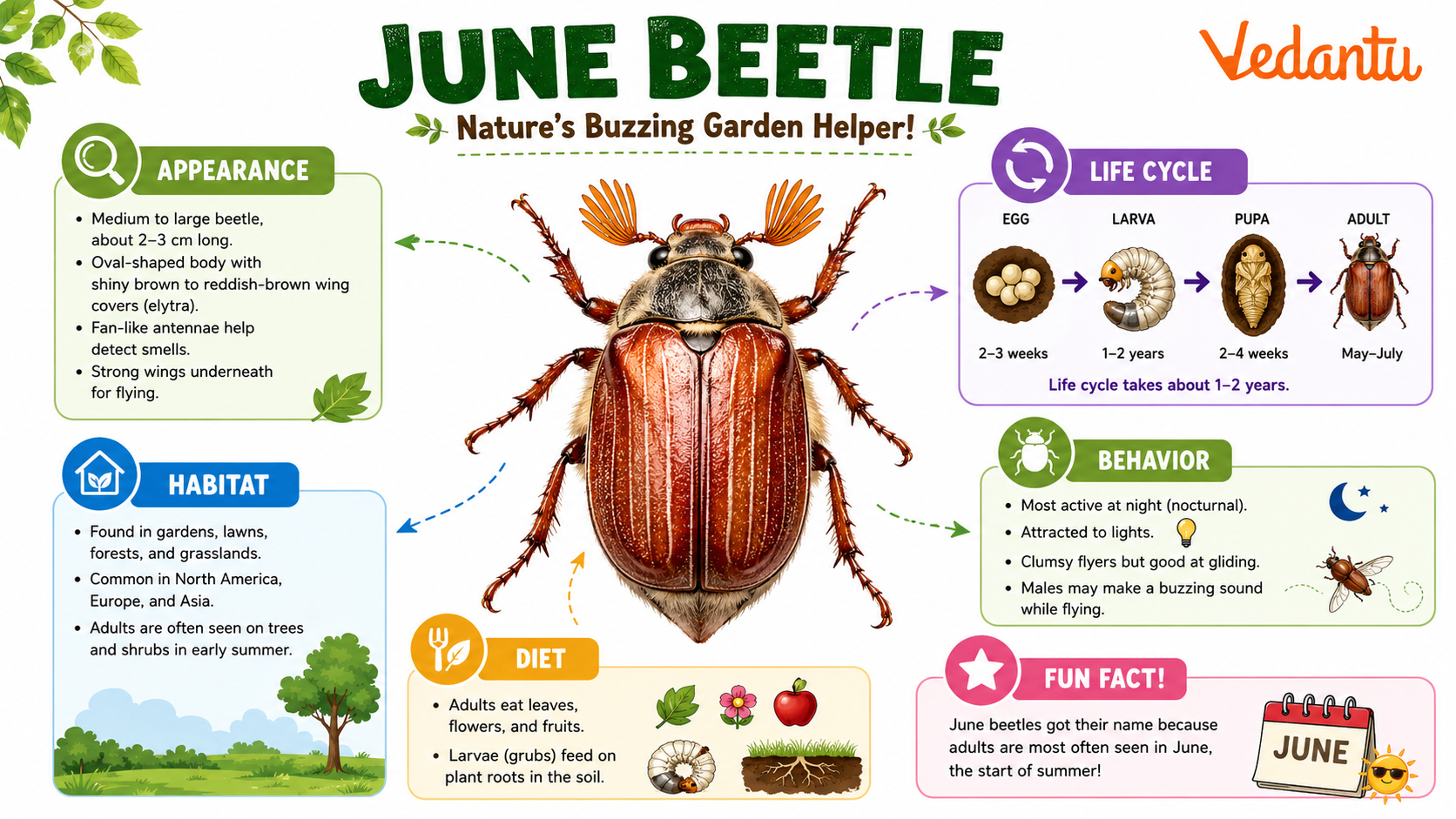 June Beetle insect with shiny brown body and wings