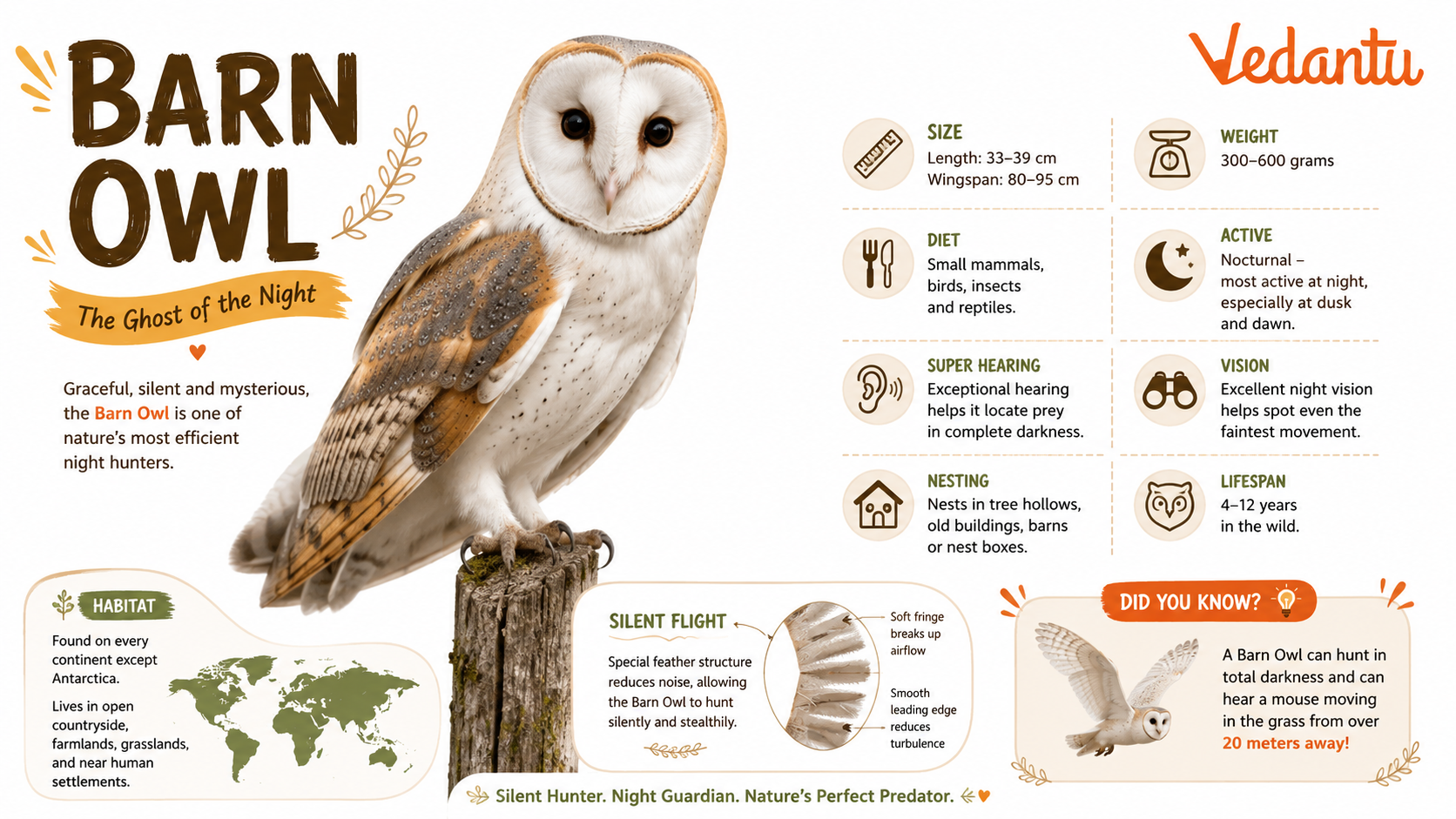 Barn Owl perched with heart-shaped face and white feathers
