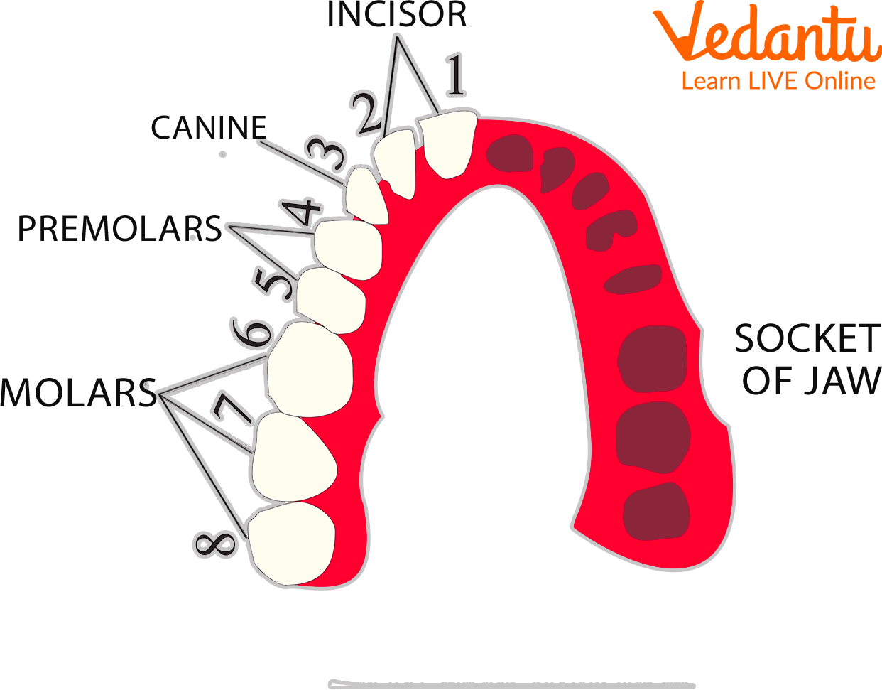 Arrangement of Teeth in a Jaw