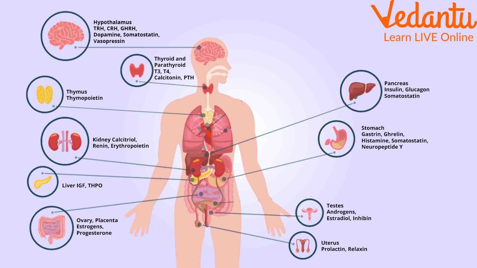 essay about hormones in the body