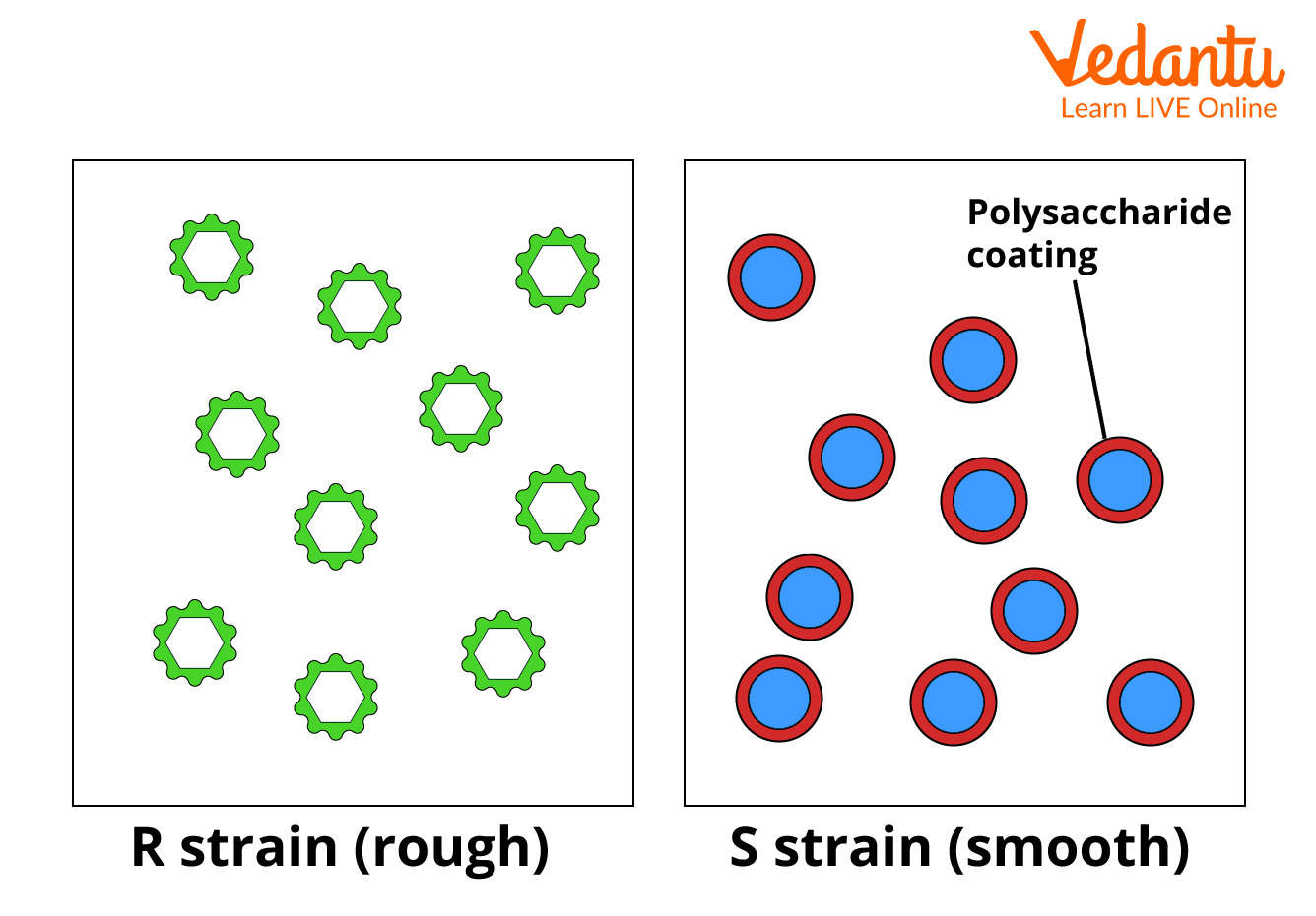 R Strain and S Strain of Streptococcus Pneumonia