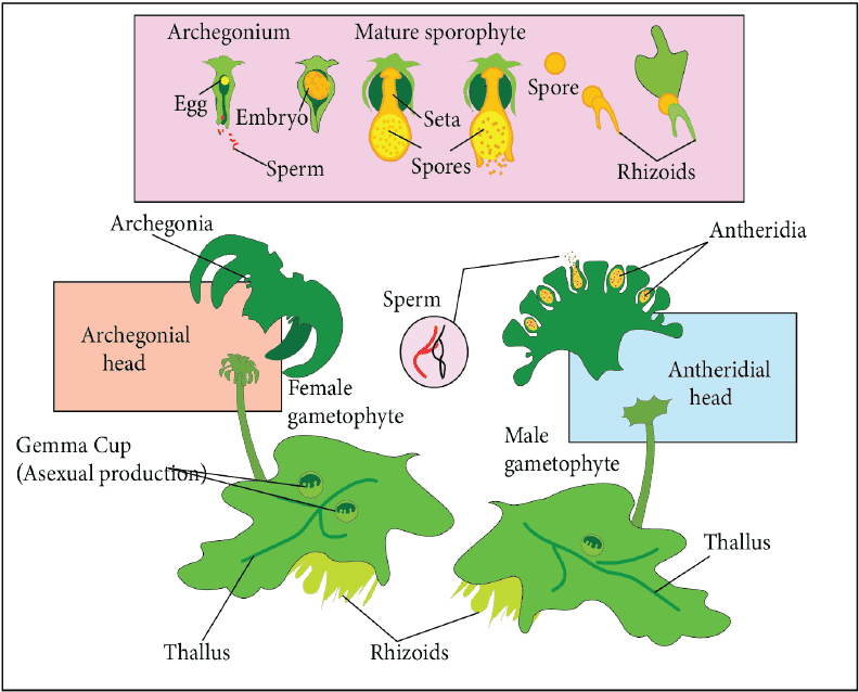 Life cycle of Marchantia (A dioecious liverwort)
