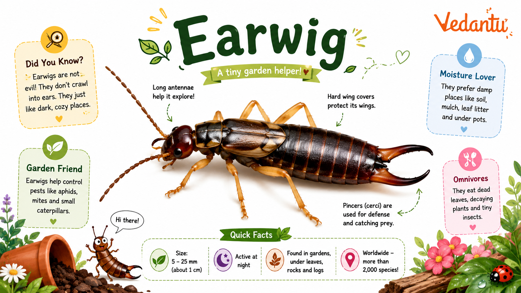 Earwig insect with pincer-like tail