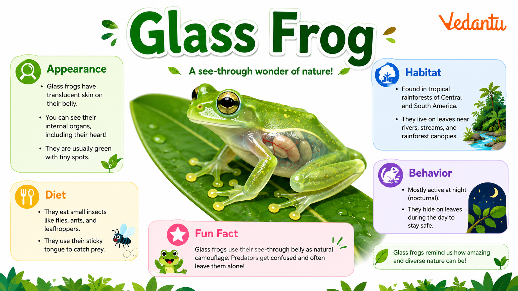 Glass Frog with transparent belly showing internal organs