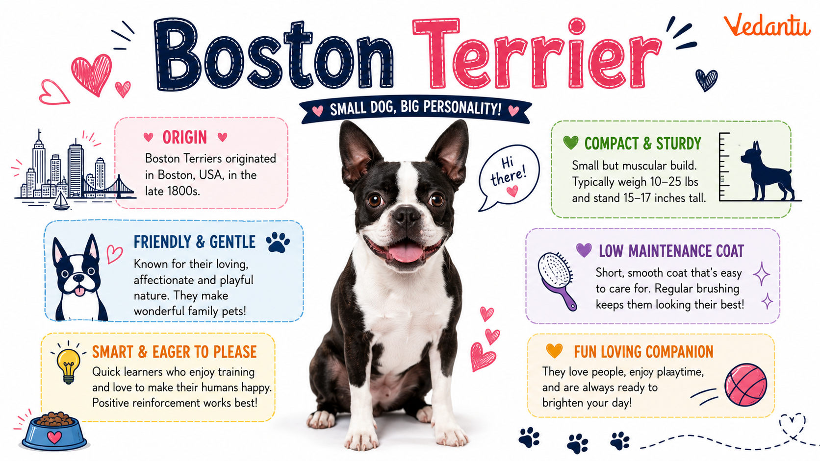 Boston Terrier dog breed with black and white tuxedo coat