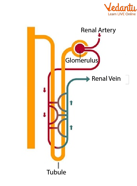 A Nephron