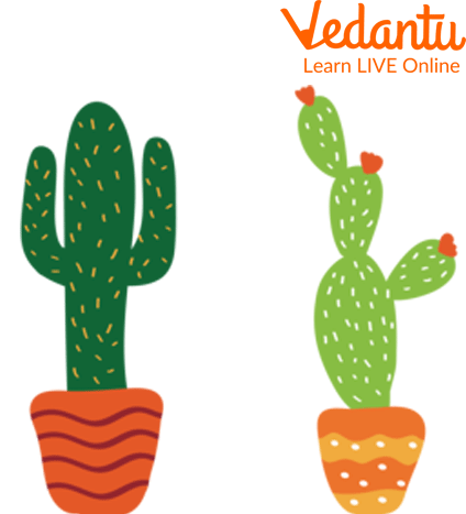 Cactus Plant