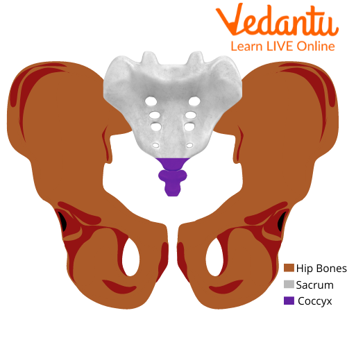 The Pubic Symphysis