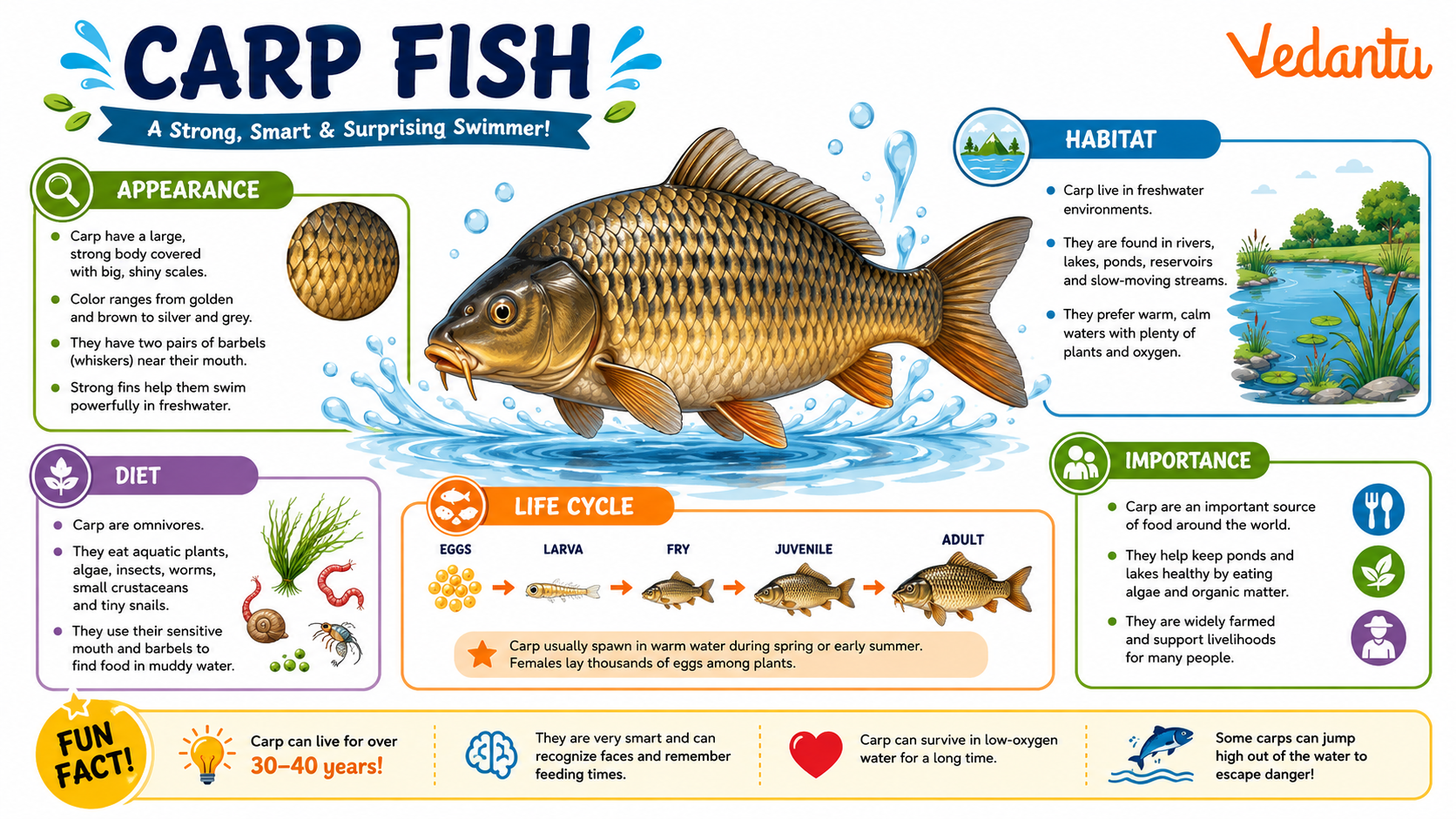 Carp Fish