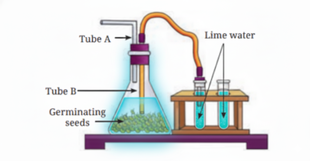 Fig. Set-up to test respiration in plants