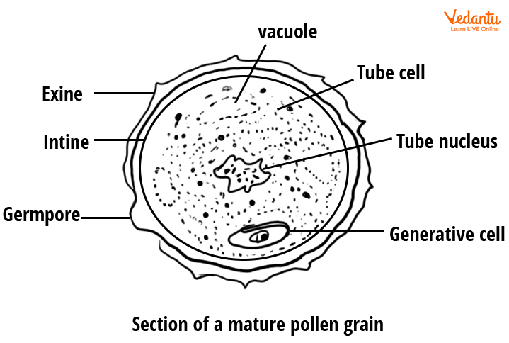 Pollen Grains Diagram