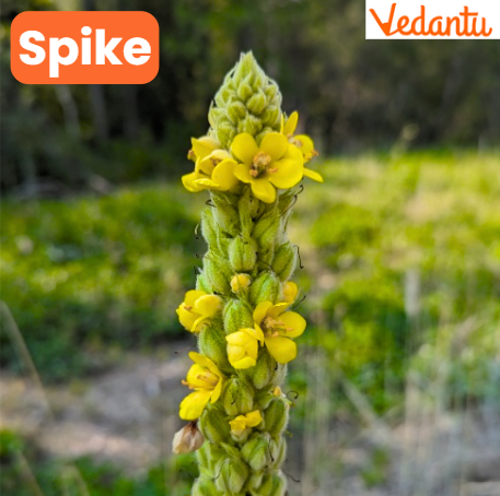 Spike - Types of Racemose Inflorescence