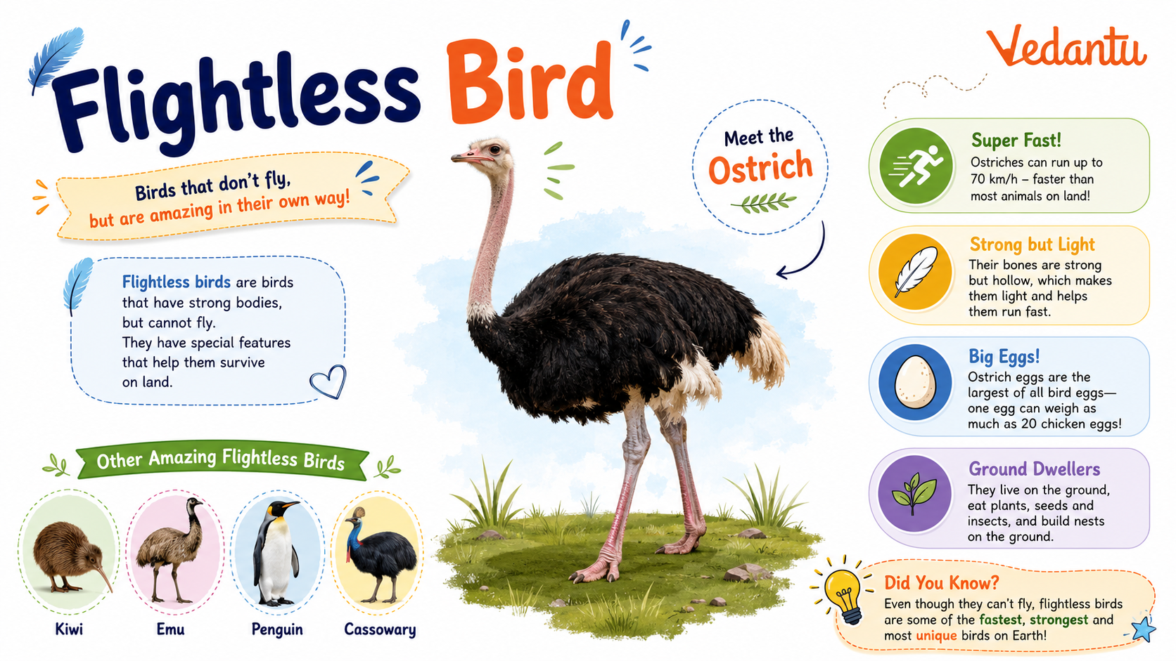 Flightless Bird illustration showing birds like ostrich and penguin