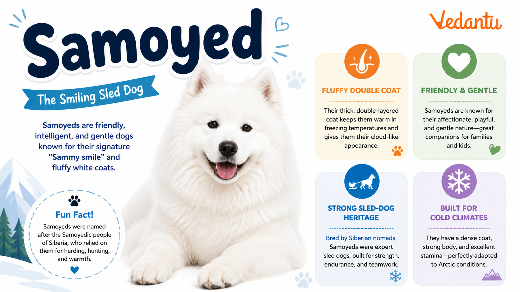 Samoyed dog with fluffy white coat and smiling expression