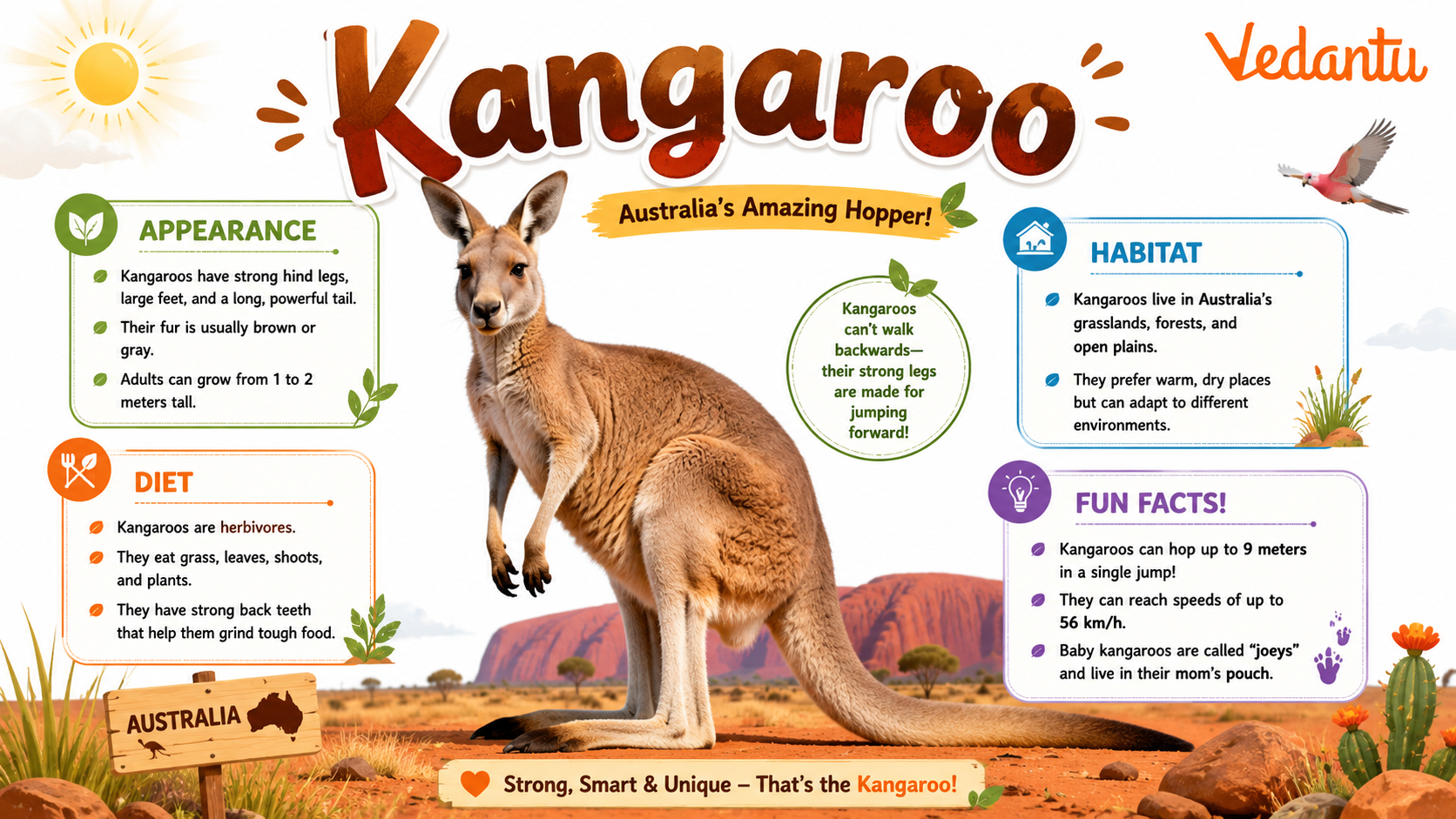 Kangaroo