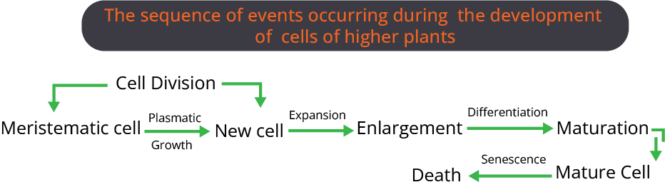 The sequence of events occurring during the development of cells of higher plants