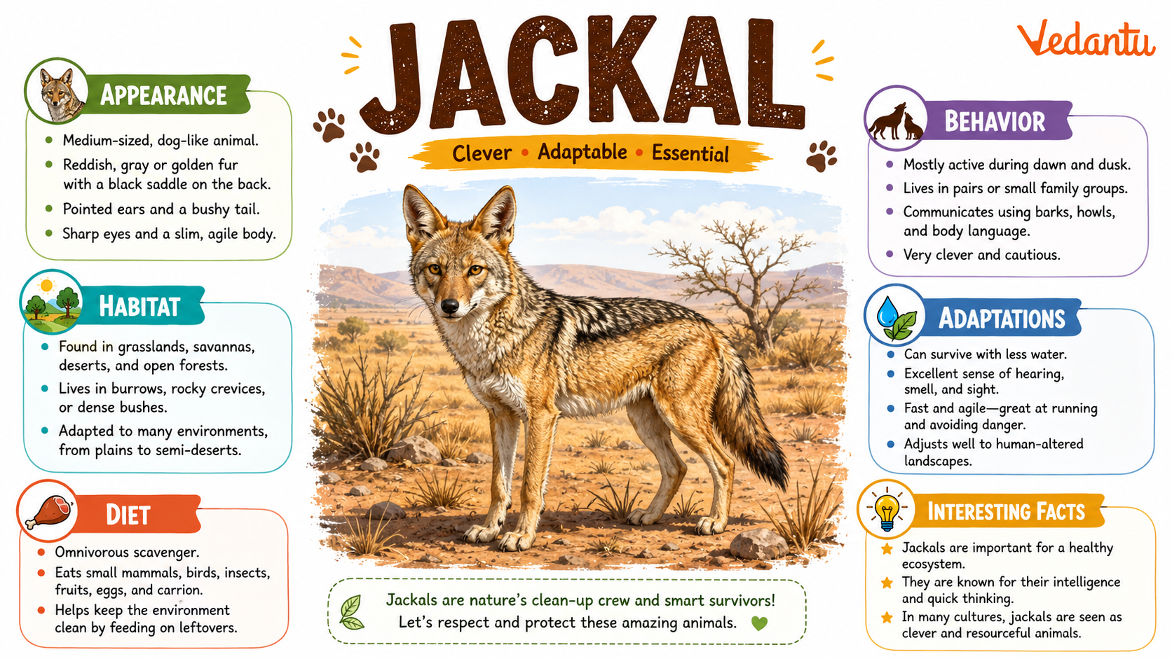 Jackal standing in grassland habitat