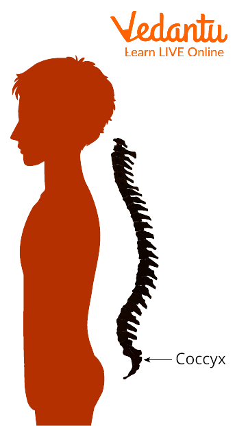 Coccyx Bone in Humans