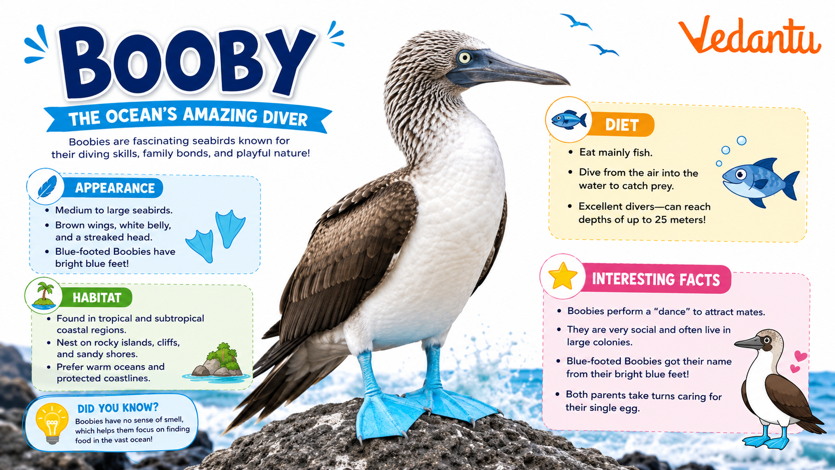 Booby bird standing with bright blue feet