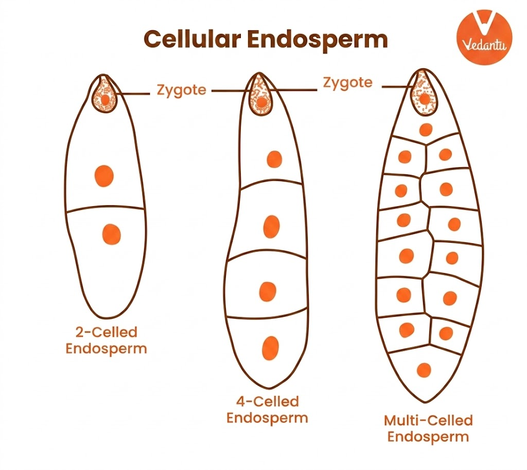 Cellular Endosperm