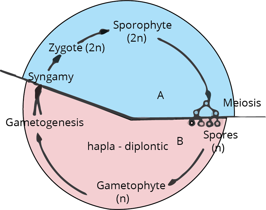 Haplo-Diplontic Life Cycle