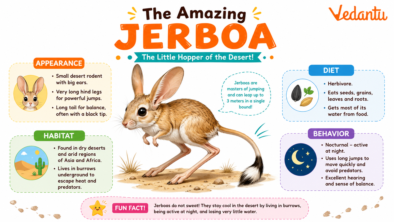 Jerboa small desert rodent with long legs and tail