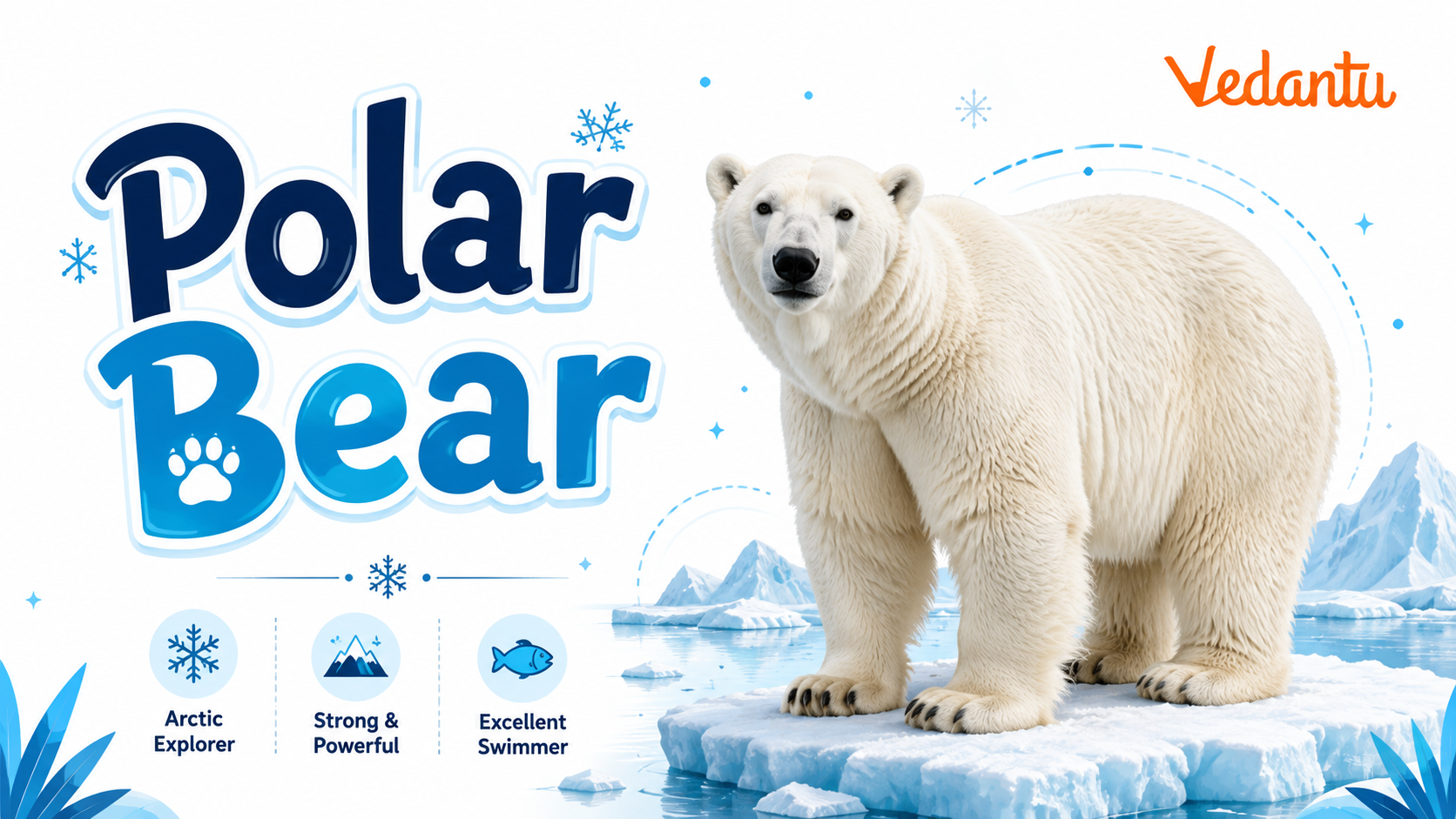 Polar Bear