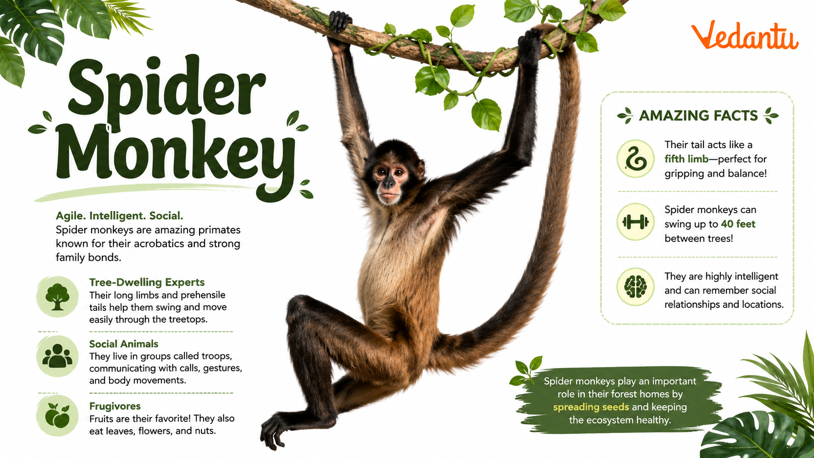 Spider Monkey hanging from tree branch in rainforest habitat