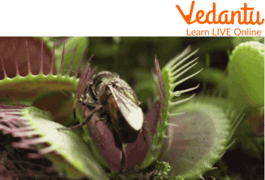 Venus Flytrap Eating an Insect