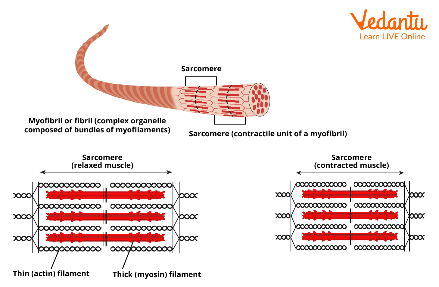 Sarcomere: The structural and functional unit of muscle fibres