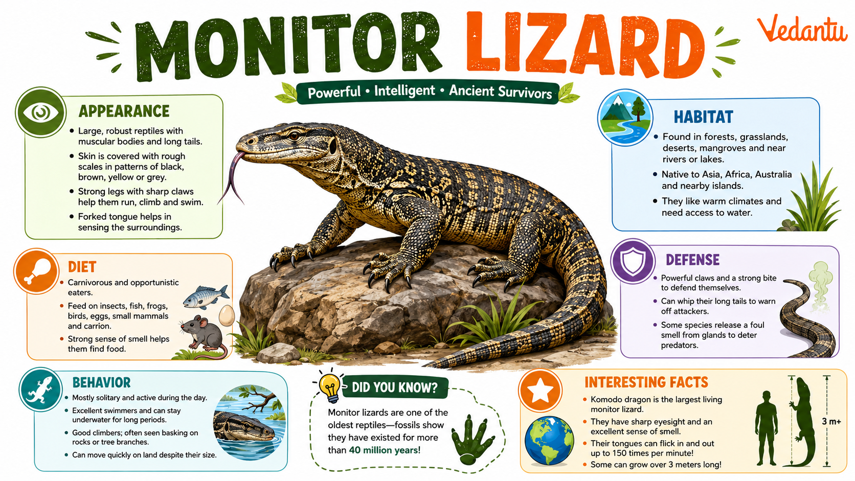 Monitor Lizard