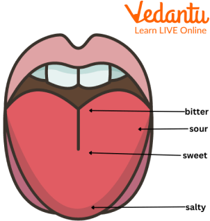 Tongue Map of Taste Buds