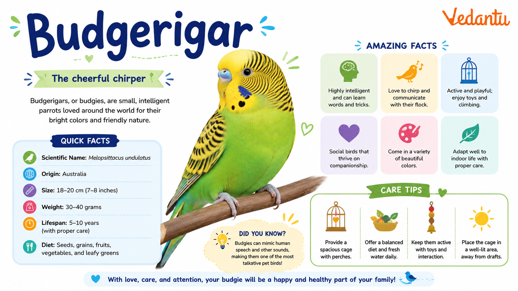 Budgerigar bird with green and yellow feathers perched on a branch