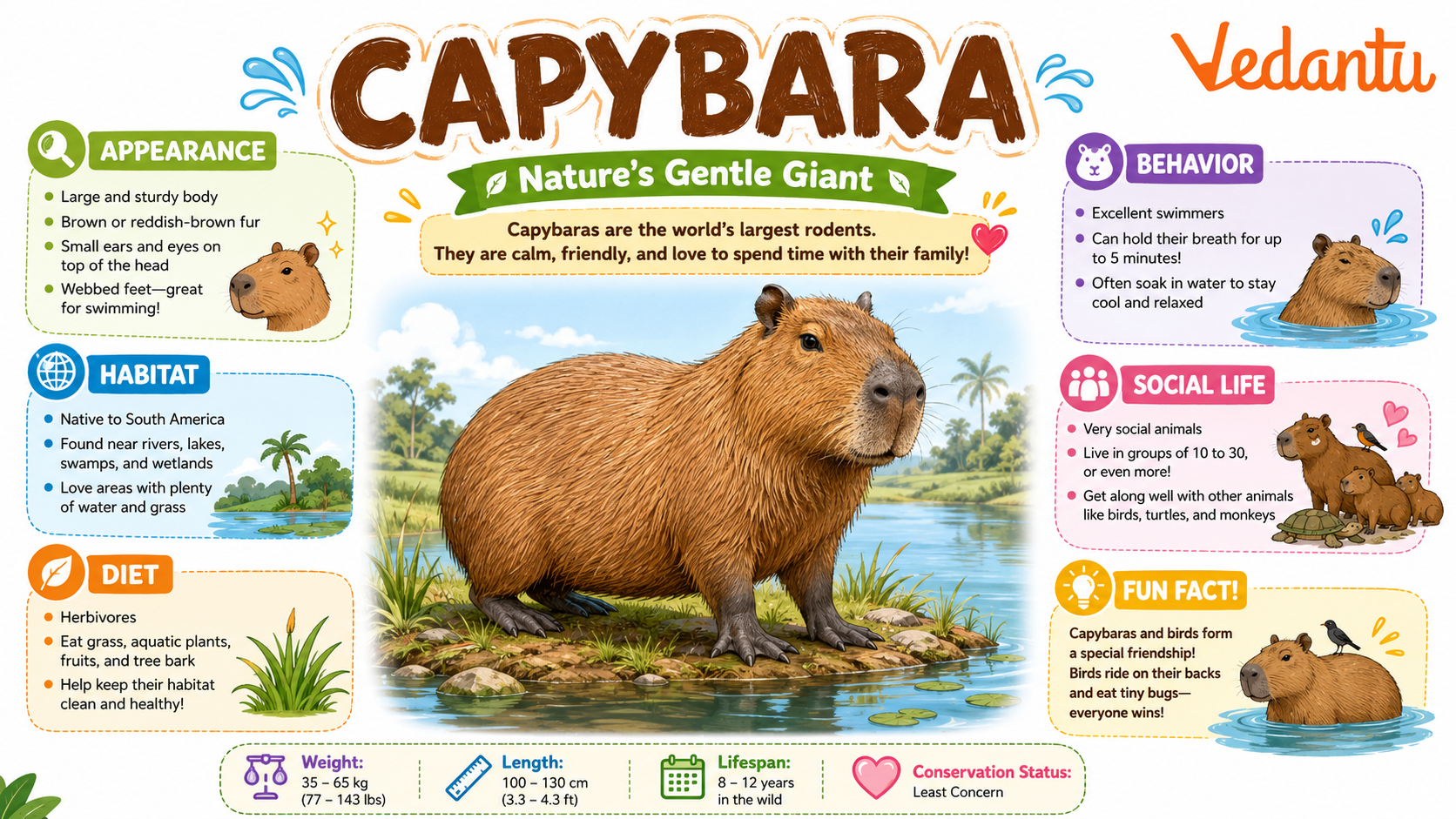 Capybara animal resting near water