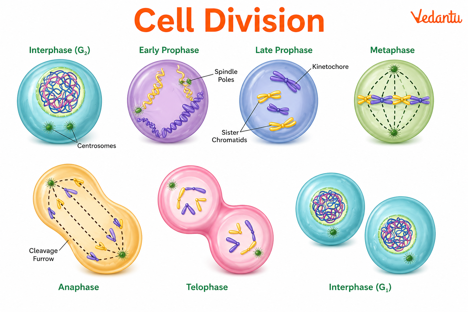 Cell Division Diagram