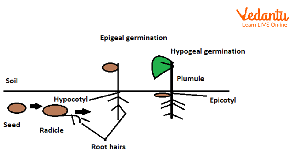 Seed Germination Diagram