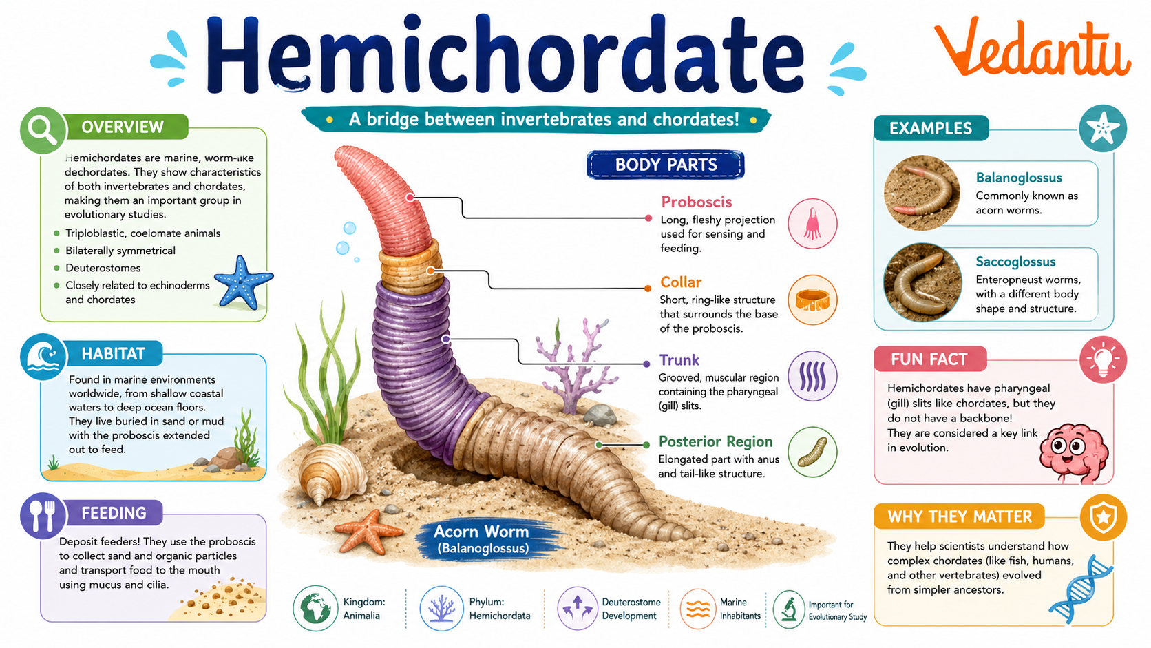 Hemichordate marine animal